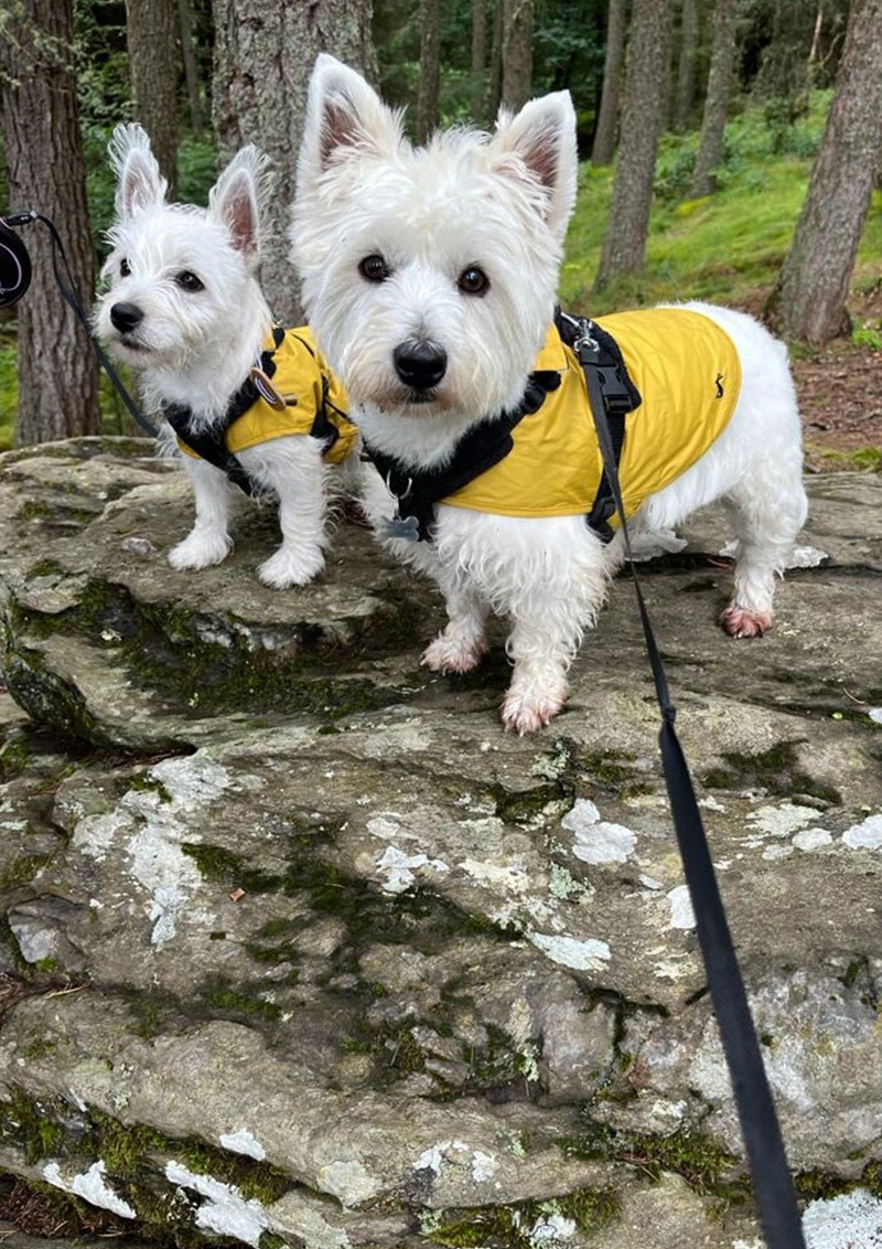 Mollie & Willow - Wellbeing Officers
